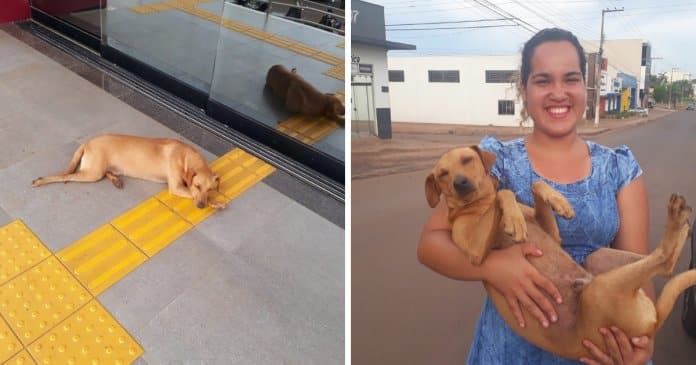 Cachorro espera quase 7 horas por dona que fazia ENEM