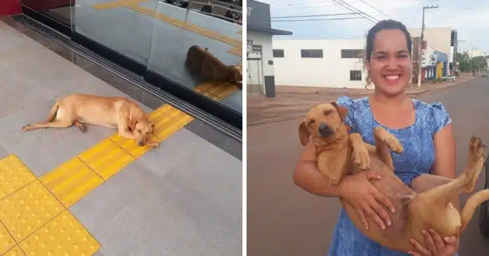cachorro-espera-quase-7-horas-por-dona-que-fazia-enem Cachorro espera quase 7 horas por dona que fazia ENEM
