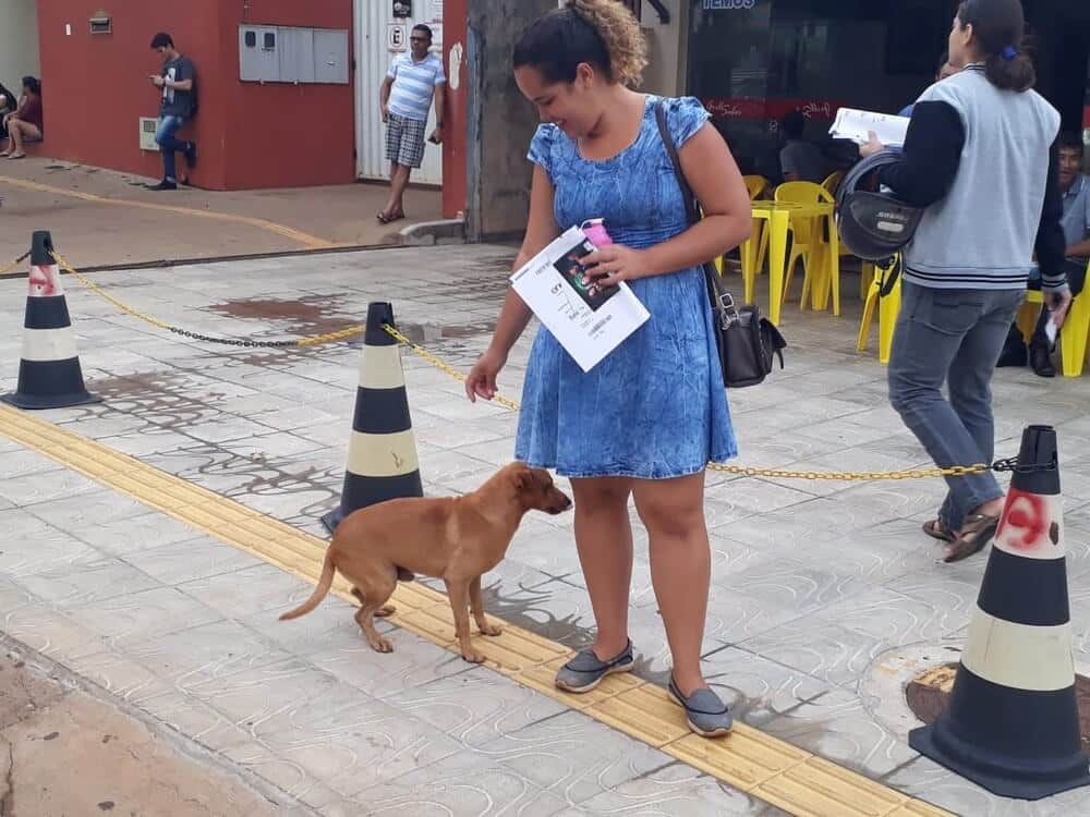 sabiaspalavras.com - Cachorro espera quase 7 horas por dona que fazia ENEM