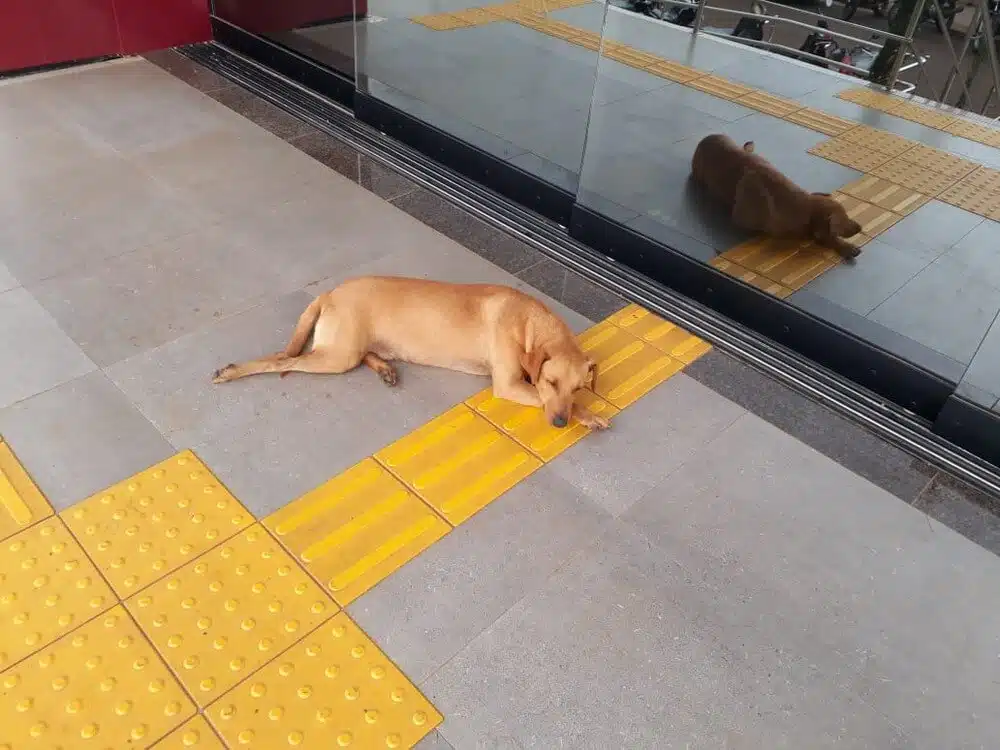 Cachorro espera quase 7 horas por dona que fazia ENEM sabiaspalavras.com - Cachorro espera quase 7 horas por dona que fazia ENEM