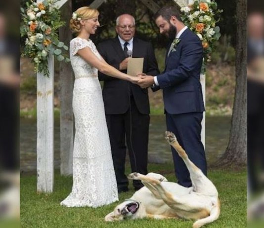 Cachorro torna-se no centro das atenções em casamento dos donos