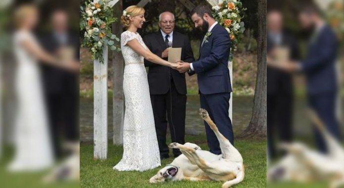 Cachorro torna-se no centro das atenções em casamento dos donos