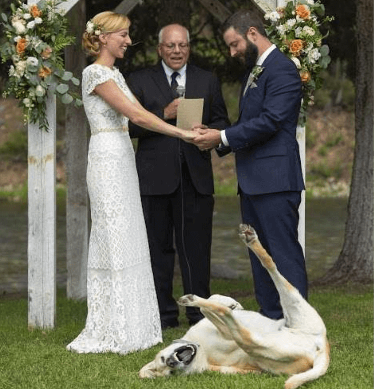 sabiaspalavras.com - Cachorro torna-se no centro das atenções em casamento dos donos