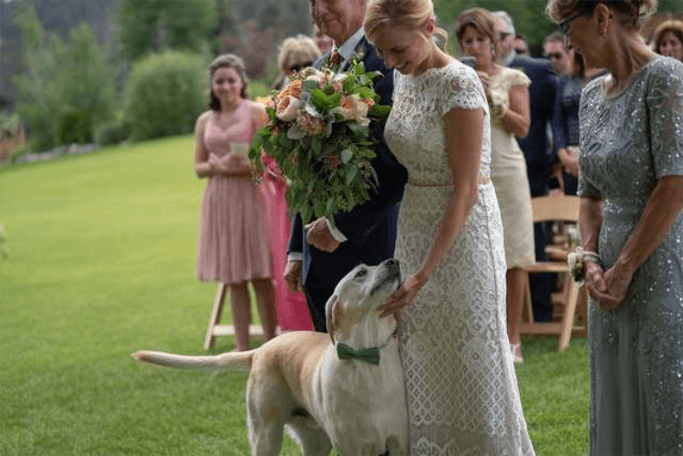 sabiaspalavras.com - Cachorro torna-se no centro das aten&ccedil;&otilde;es em casamento dos donos