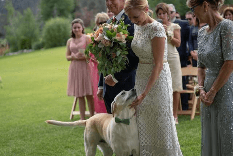 sabiaspalavras.com - Cachorro torna-se no centro das atenções em casamento dos donos