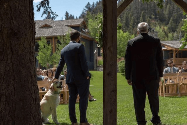 sabiaspalavras.com - Cachorro torna-se no centro das aten&ccedil;&otilde;es em casamento dos donos