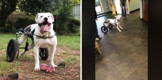 Cadela emociona mundo com a sua alegria ao receber a sua primeira cadeira-de-rodas