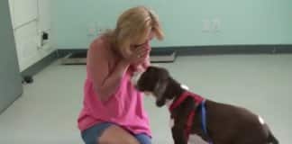 Mulher cai de joelhos ao ver o seu cachorro tetraplégico a andar novamente