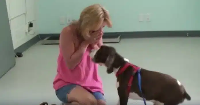 mulher-cai-de-joelhos-ao-ver-o-seu-cachorro-tetraplegico-a-andar-novamente Mulher cai de joelhos ao ver o seu cachorro tetraplégico a andar novamente