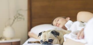 Mulheres que querem ter uma boa noite de sono devem dormir com os seus cachorros