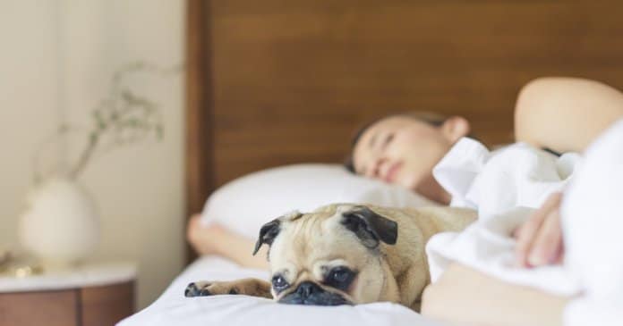 Mulheres que querem ter uma boa noite de sono devem dormir com os seus cachorros