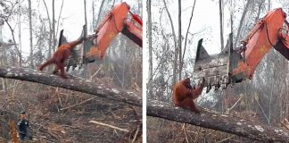 Orangotango tenta desesperadamente salvar a sua casa ao lutar contra escavadora