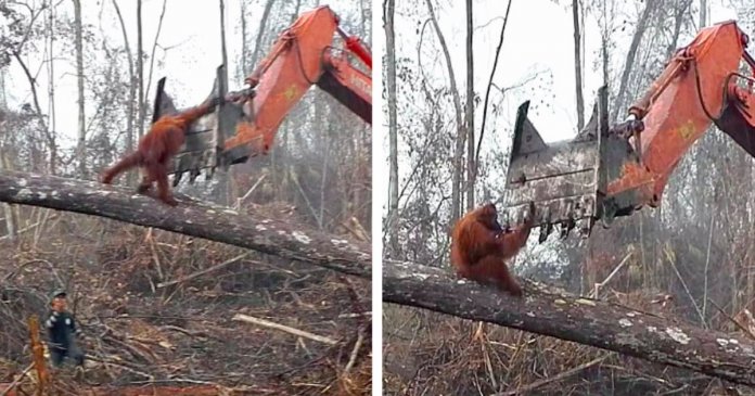 Orangotango tenta desesperadamente salvar a sua casa ao lutar contra escavadora