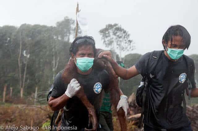 sabiaspalavras.com - Orangotango tenta desesperadamente salvar a sua casa ao lutar contra escavadora