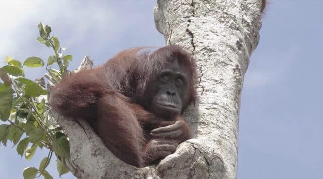 sabiaspalavras.com - Orangotango tenta desesperadamente salvar a sua casa ao lutar contra escavadora