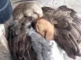 Pato não hesita em aconchegar cachorrinho sob suas asas depois de ser abandonado pela mãe