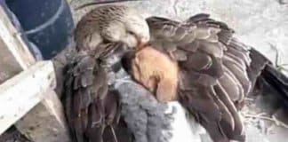 Pato não hesita em aconchegar cachorrinho sob suas asas depois de ser abandonado pela mãe