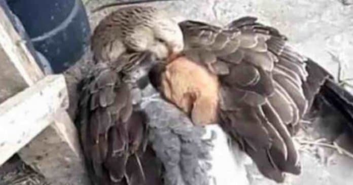 pato-nao-hesita-em-aconchegar-cachorrinho-sob-suas-asas-depois-de-ser-abandonado-pela-mae Pato não hesita em aconchegar cachorrinho sob suas asas depois de ser abandonado pela mãe