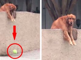 Cachorro deixa cair bola para as pessoas brincarem com ele
