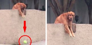 Cachorro deixa cair bola para as pessoas brincarem com ele