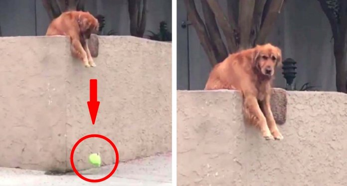 Cachorro deixa cair bola para as pessoas brincarem com ele