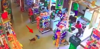 Cachorro astuto é apanhado a roubar um saco de pão de um supermercado