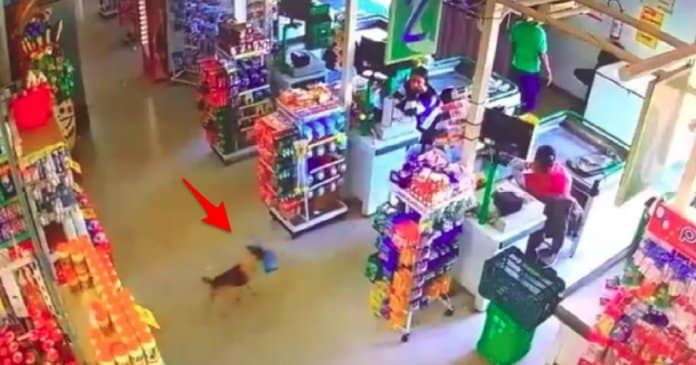 Cachorro astuto é apanhado a roubar um saco de pão de um supermercado