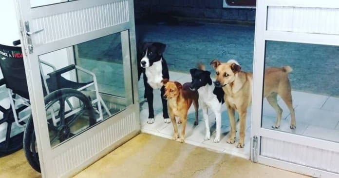 Cachorros de sem-abrigo esperam ansiosos na porta do hospital que este seja atendido