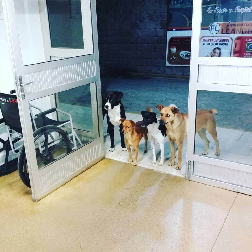 sabiaspalavras.com - Cachorros de sem-abrigo esperam ansiosos na porta do hospital que este seja atendido