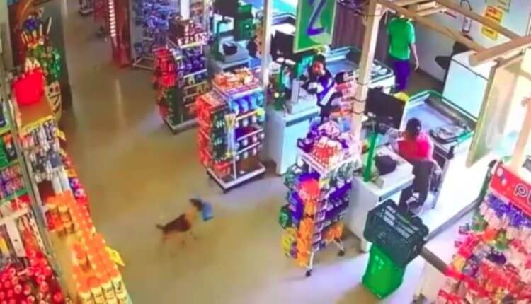 sabiaspalavras.com - Cachorro astuto é apanhado a roubar um saco de pão de um supermercado