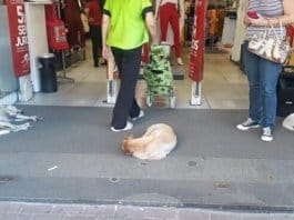 Loja deixa que cachorros se refresquem no ar condicionado após enfrentarem temperaturas acima dos 40 graus