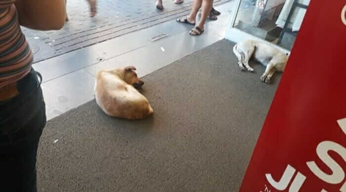 sabiaspalavras.com - Loja deixa que cachorros se refresquem no ar condicionado após enfrentarem temperaturas acima dos 40 graus