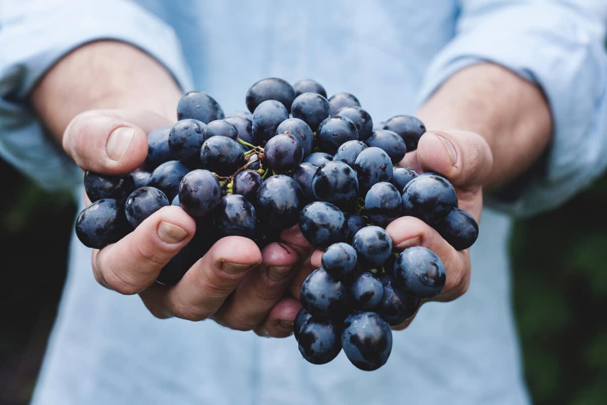 sabiaspalavras.com - Um copo de vinho tinto é tão benéfico para o corpo humano quanto uma hora de exercício