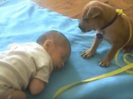 Bebé adormece no tapete e pequeno cachorrinho acaba por lhe fazer companhia