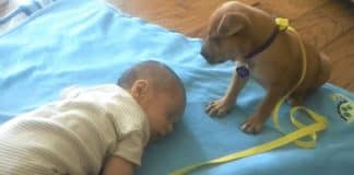 Bebé adormece no tapete e pequeno cachorrinho acaba por lhe fazer companhia