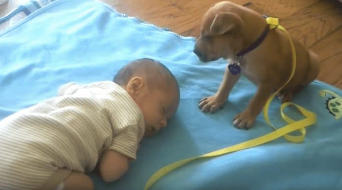 Bebé adormece no tapete e pequeno cachorrinho acaba por lhe fazer companhia