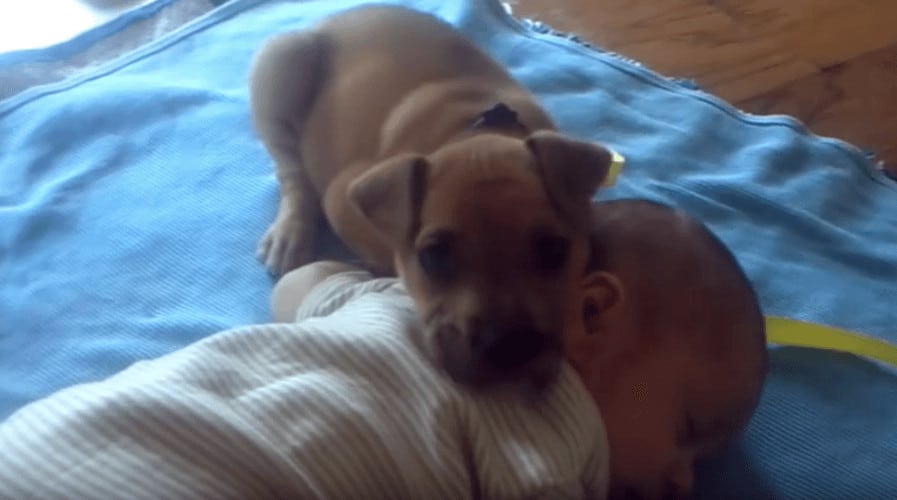 sabiaspalavras.com - Bebé adormece no tapete e pequeno cachorrinho acaba por lhe fazer companhia