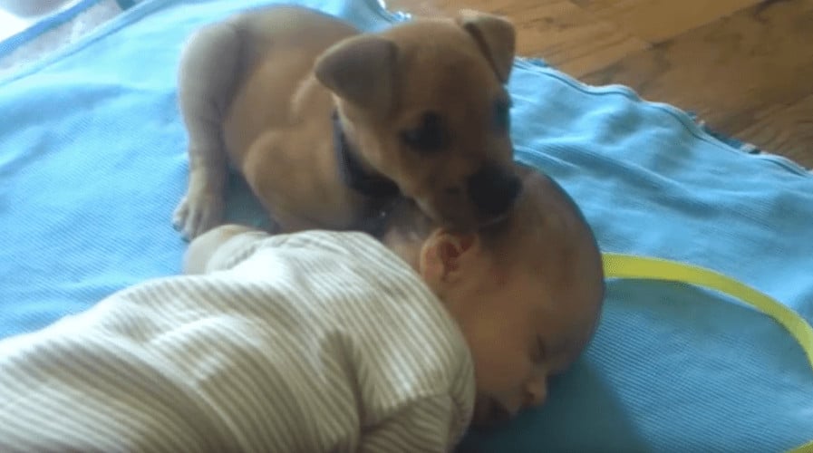 sabiaspalavras.com - Bebé adormece no tapete e pequeno cachorrinho acaba por lhe fazer companhia