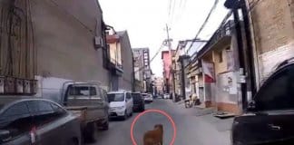 Cachorro corre em frente a ambulância conduzindo-a ao lugar onde está o seu dono desmaiado