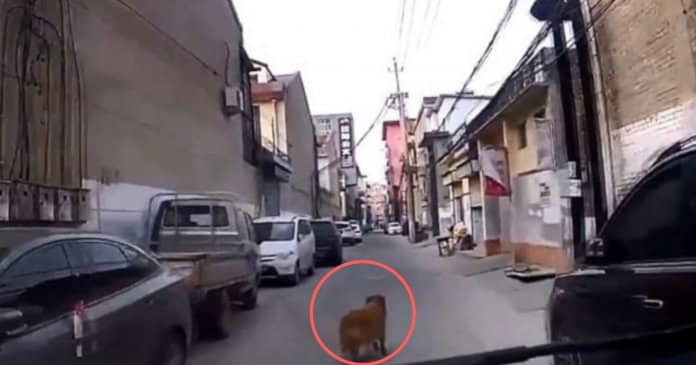 Cachorro corre em frente a ambulância conduzindo-a ao lugar onde está o seu dono desmaiado