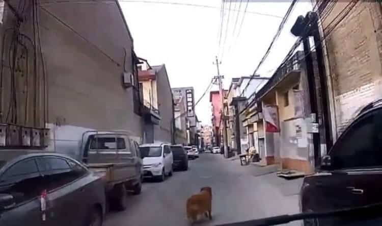 sabiaspalavras.com - Cachorro corre em frente a ambulância conduzindo-a ao lugar onde está o seu dono desmaiado