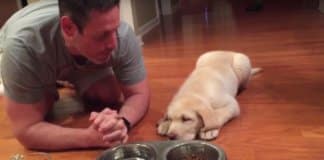 Cachorro de 11 semanas aprende a rezar antes de comer