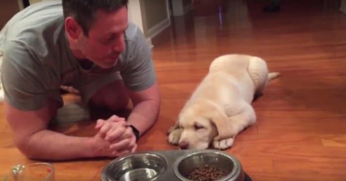 Cachorro de 11 semanas aprende a rezar antes de comer