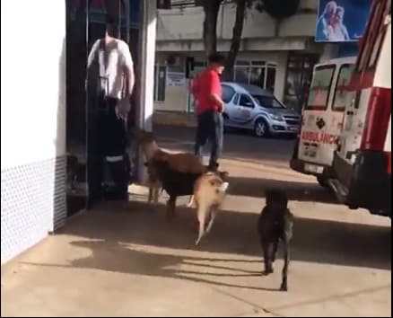 sabiaspalavras.com - Cachorros perseguem ambulância que levou dono sem-abrigo até ao hospital