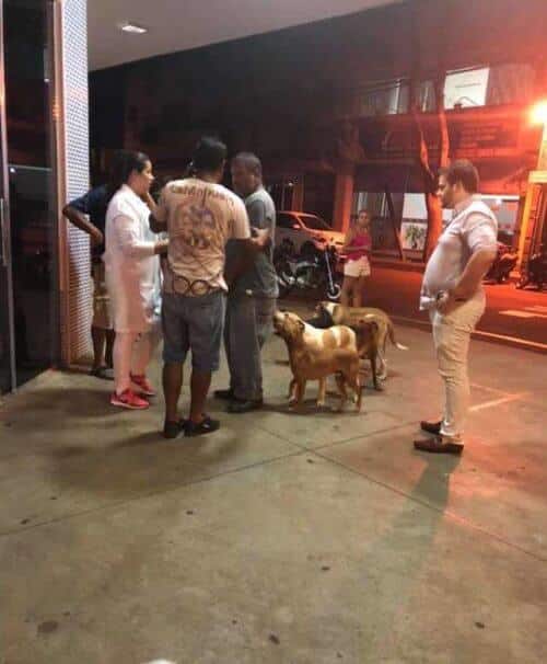 sabiaspalavras.com - Cachorros perseguem ambulância que levou dono sem-abrigo até ao hospital
