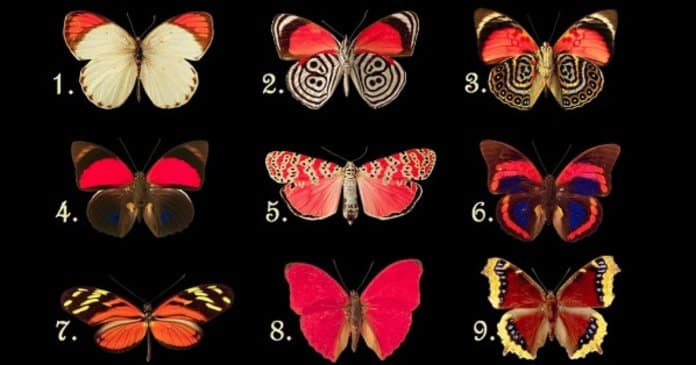 Escolhe uma borboleta e descobre quais os pensamentos que o teu subconsciente esconde