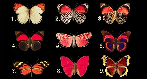 sabiaspalavras.com - Escolhe uma borboleta e descobre quais os pensamentos que o teu subconsciente esconde