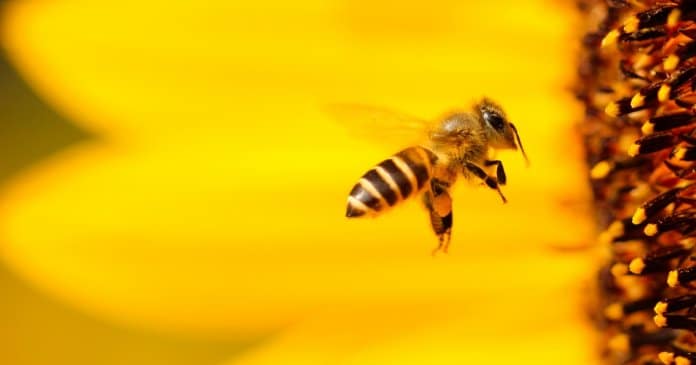França tornou-se no primeiro país europeu a proibir cinco pesticidas anti-abelhas