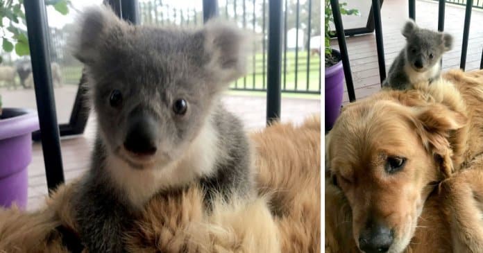 Golden Retriever surpreende donos ao salvar um coala bebé perdido