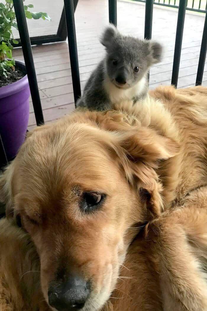 sabiaspalavras.com - Golden Retriever surpreende donos ao salvar um coala bebé perdido